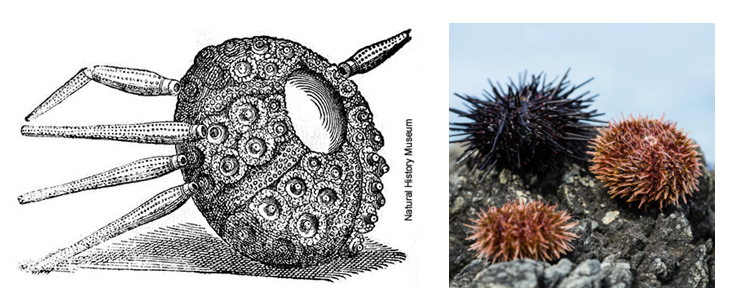 Echinoids